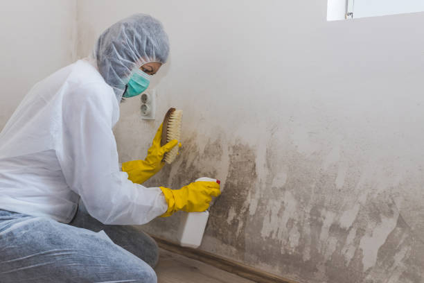 Best Emergency Mold Remediation  in Pacific City, OR